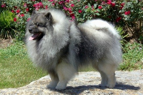WOLFSPITZ